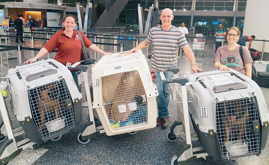 pet travel in qatar airways